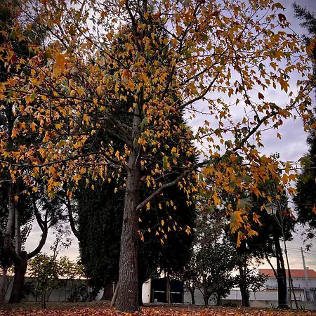 Vagos Guest House Accommodatie bij particulieren *