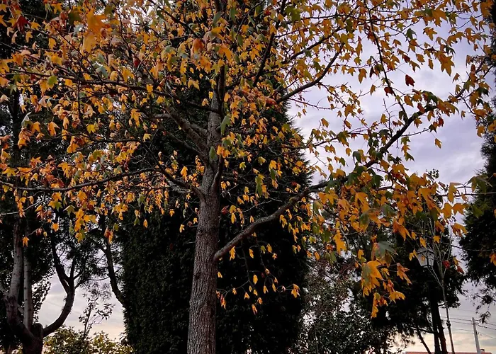 Vagos Guest House Homestay *